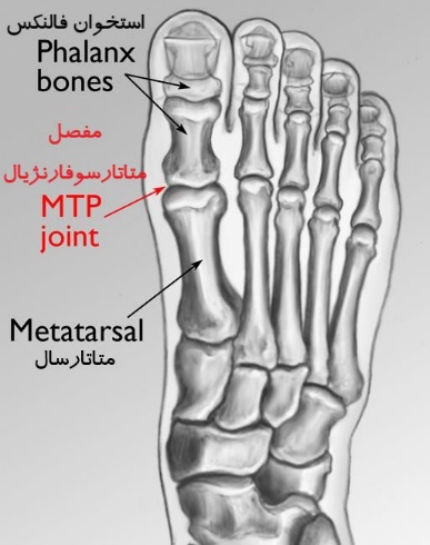 آناتومی شست پا