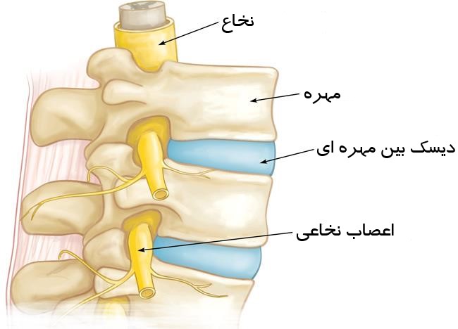 آناتومی ستون فقرات