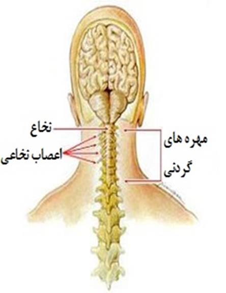 آناتومی گردن