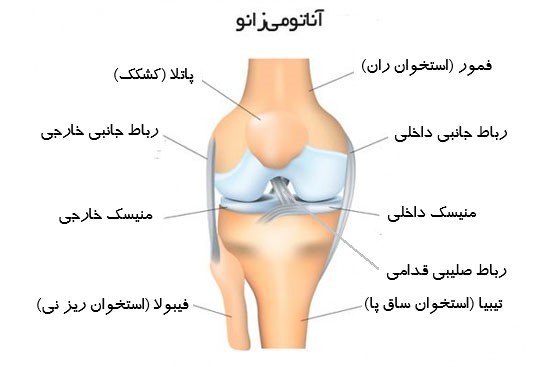 آناتومی زانو