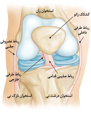 آناتومی زانو