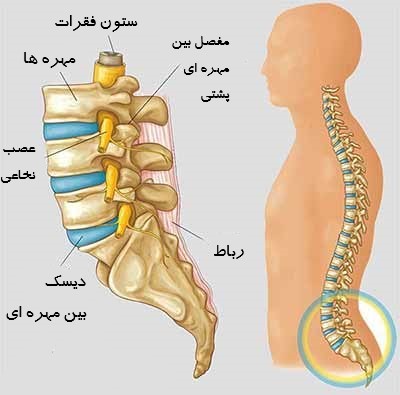 اجزای ستون فقرات
