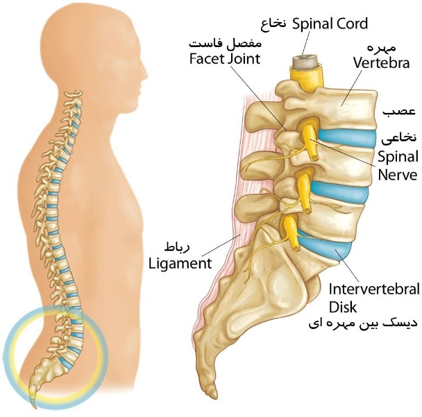 آناتومی ستون فقرات