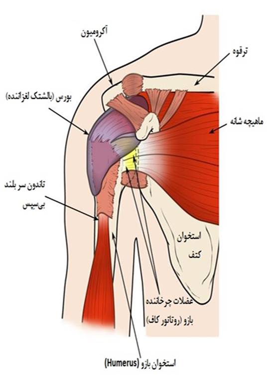 آناتومی شانه