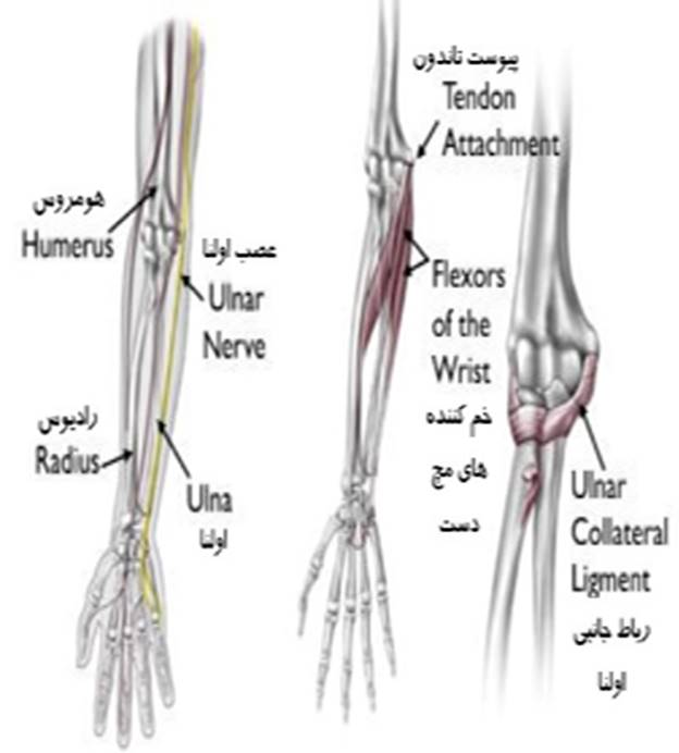 آناتومی آرنج