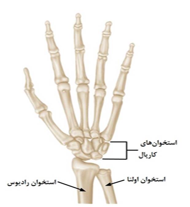آناتومی مچ دست