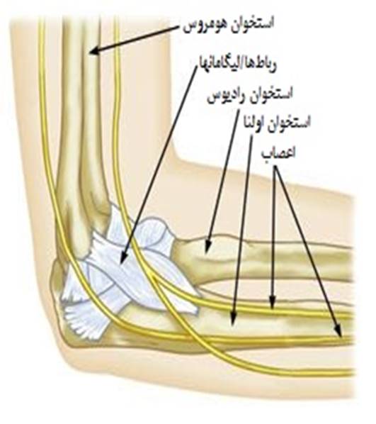 آناتومی آرنج