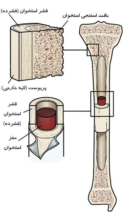 بافت استخوان