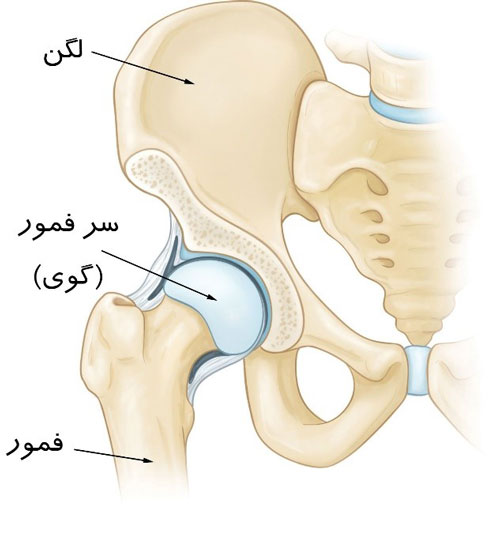 آناتومی لگن