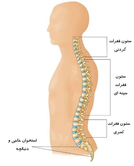 آناتومی ستون فقرات