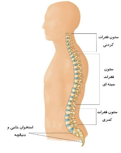 آناتومی ستون فقرات