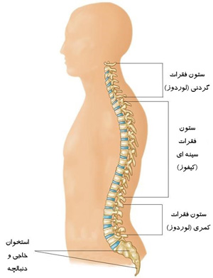 آناتومی ستون فقرات