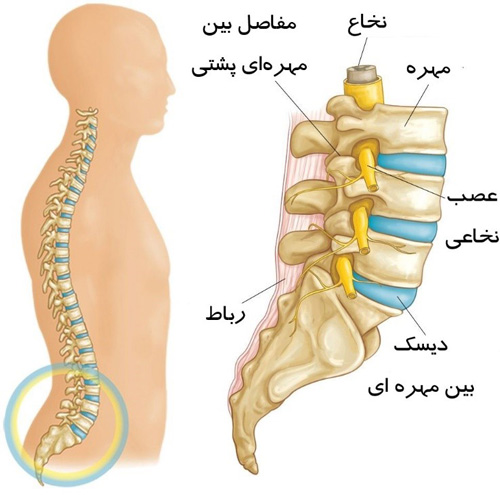 ستون فقرات کمری