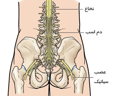 نخاع و ستون فقرات