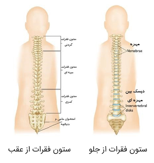 ستون فقرات از جلو و ستون فقرات از عقب