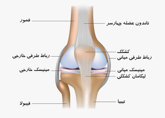آناتومی زانو