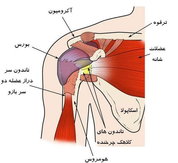 آناتومی شانه
