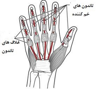 آناتومی تاندون ها