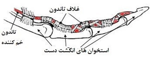 آناتومی تاندون ها