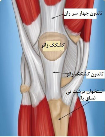 آناتومی تاندون های کشکک زانو