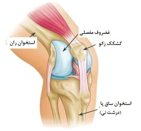آناتومی کشکک زانو