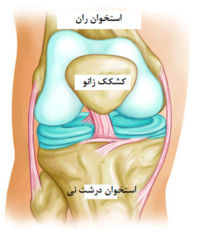 آناتومی کیست بیکر