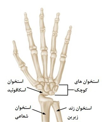 آناتومی استخوان اسکافوئید
