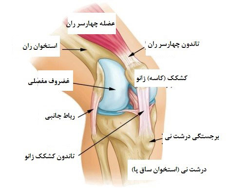 آناتومی زانو