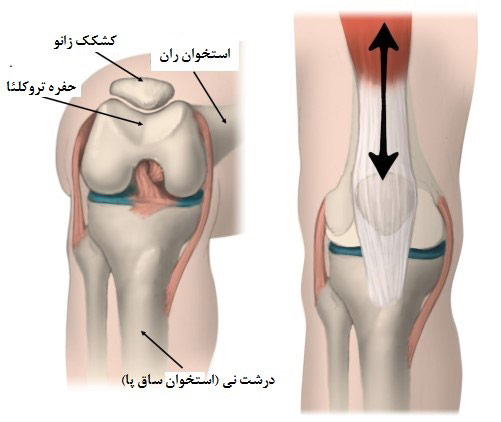 آناتومی زانو