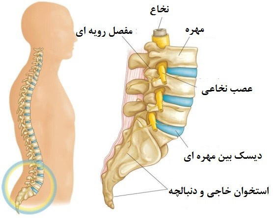 آناتومی ستون فقرات